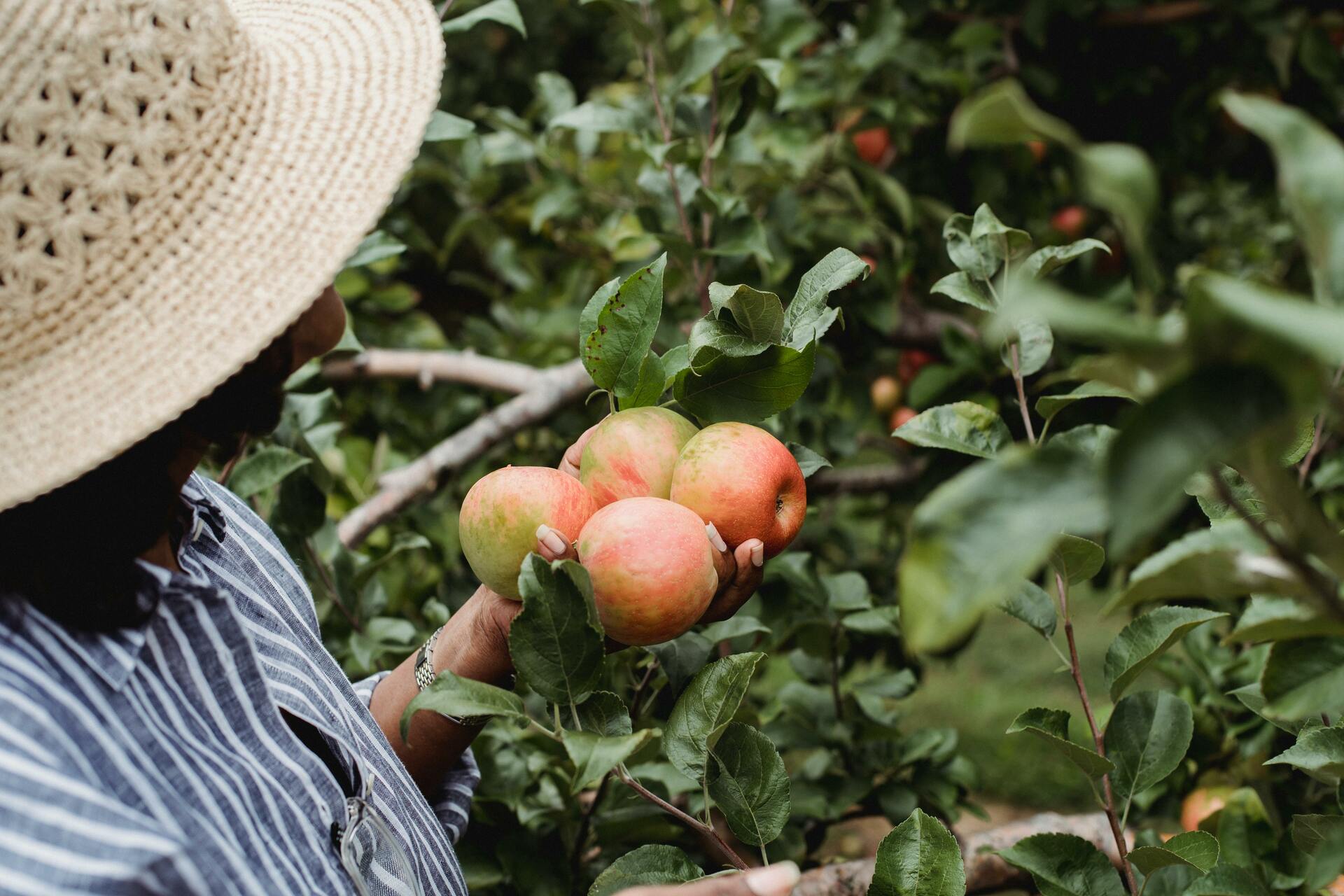TravelMatKanner: Where to enjoy apple picking in and around Luxembourg
