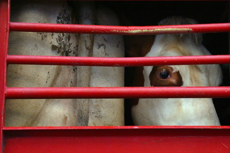 Two years after its introduction: Animal welfare transport law deadlocked in EU