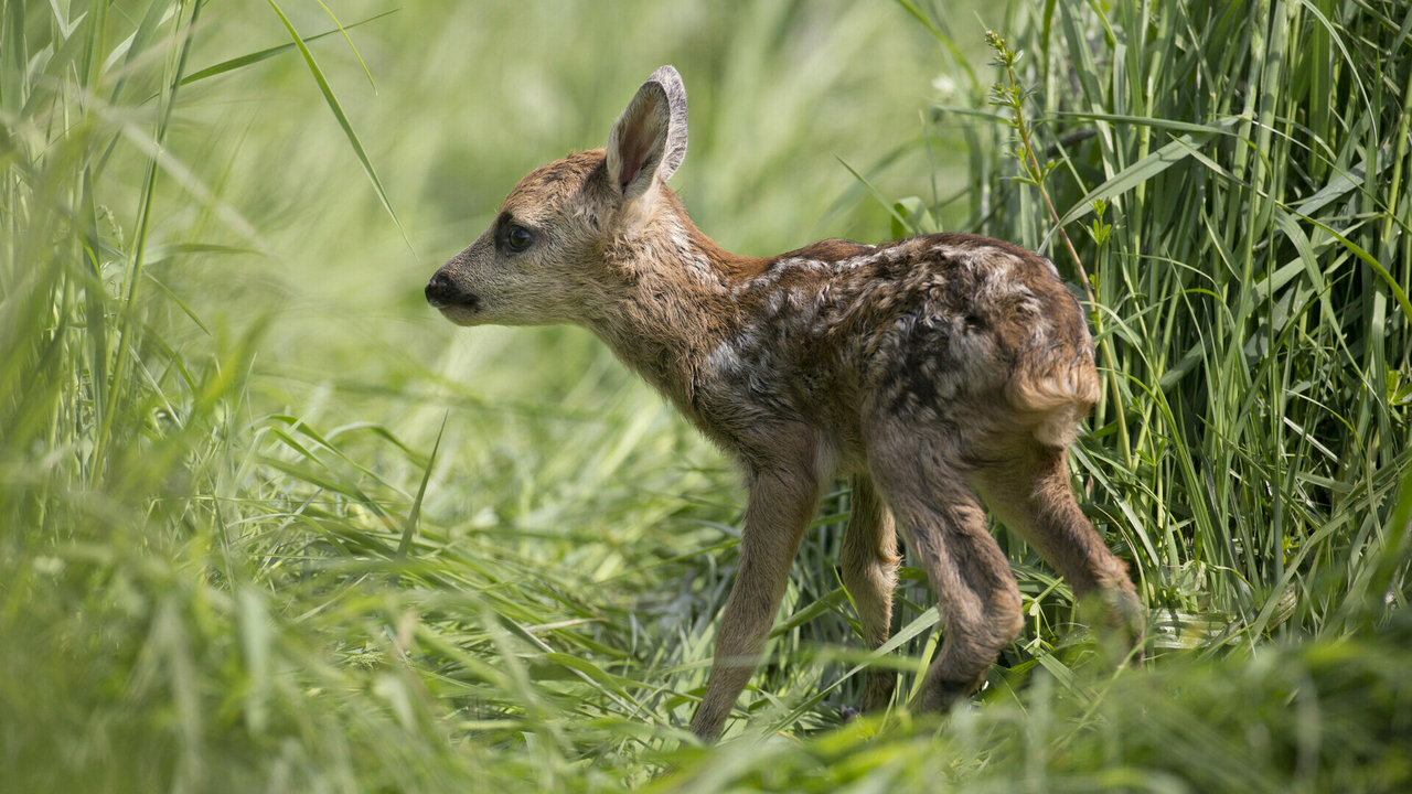 Wildlife rescue: 674 fawns saved from mowers in 2025 through volunteer effort
