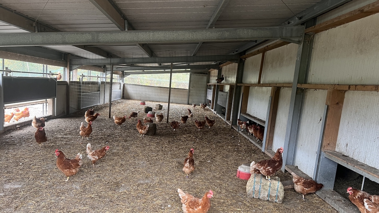 Infections rising across Europe: Bird flu in Luxembourg: 'The risk has increased', warns ALVA