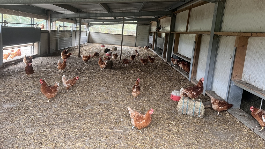 Precautionary measures taken: Bird flu fears rise in Luxembourg as farmers tighten biosecurity