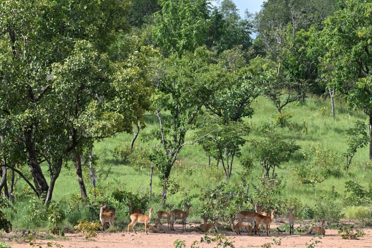 Risky gold rush drives young into Ivory Coast nature park