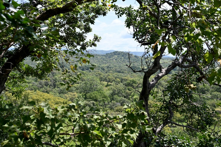 Endangered across west Africa, leopards thrive in I.Coast reserve