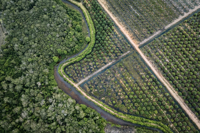 EU states back new delay to anti-deforestation rules